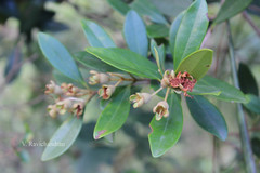 Eugenia calcadensis
